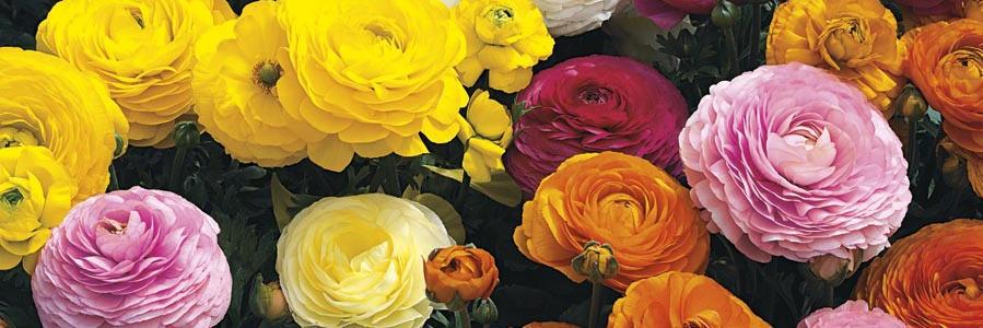 MOButtercup's profile banner image