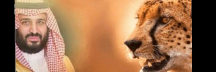 ولد شمر banner