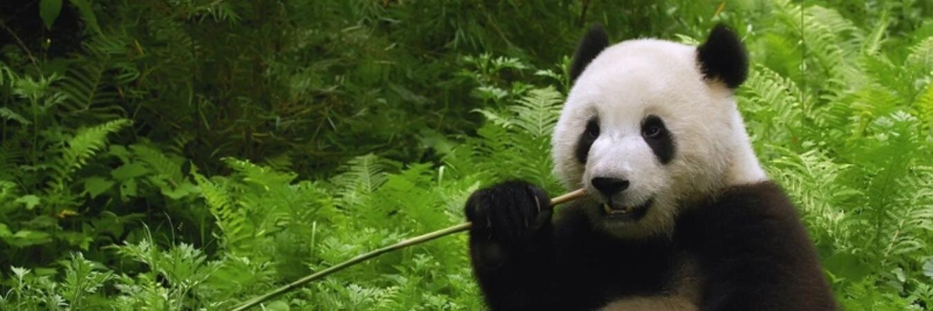 CritterCams's profile banner image