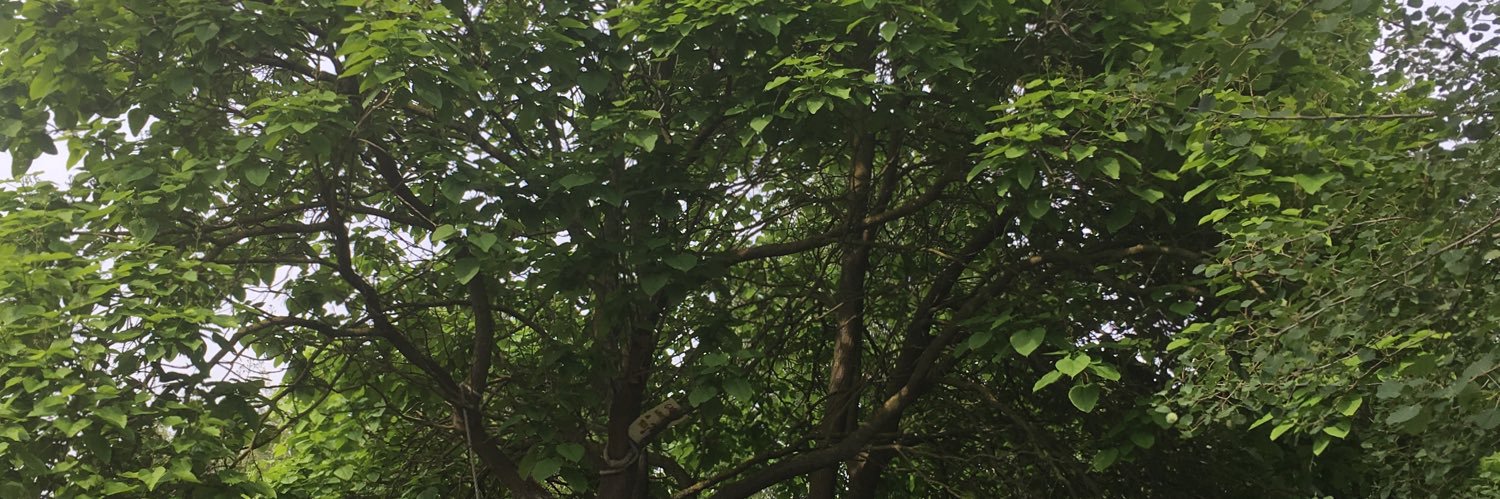 Andrea CareyFuller banner