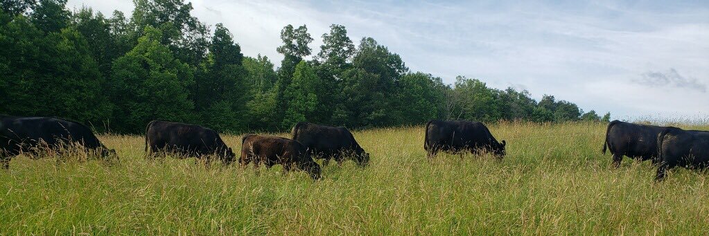 Gabriel Wilmoth banner
