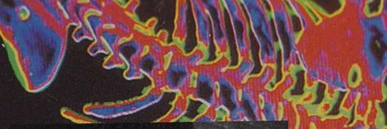 ᴄᴀᴍɪʟᴀ banner