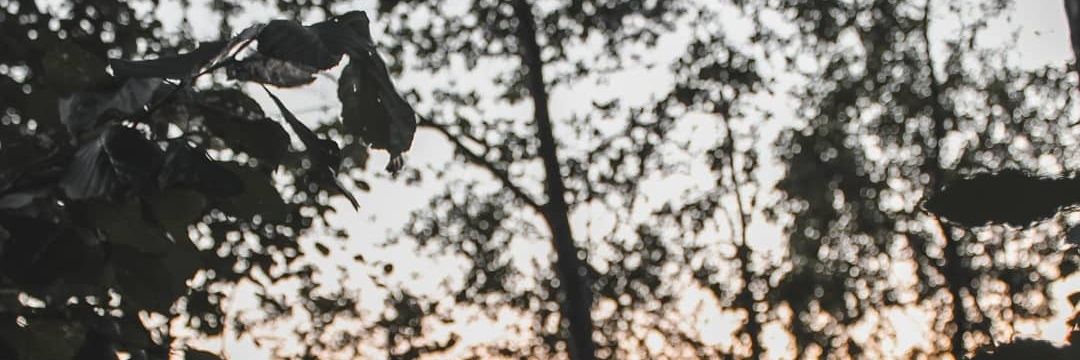 YataRedKing's profile banner image