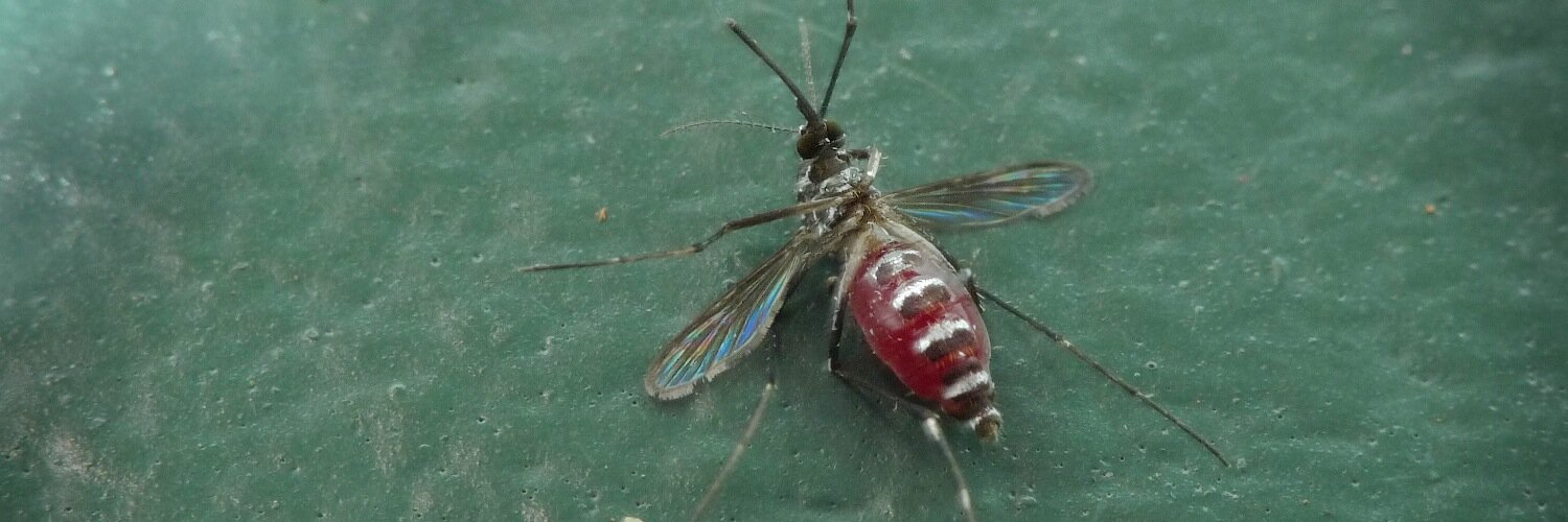 Shannon N. Bennett banner