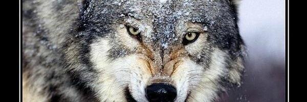 s_uragan's profile banner image