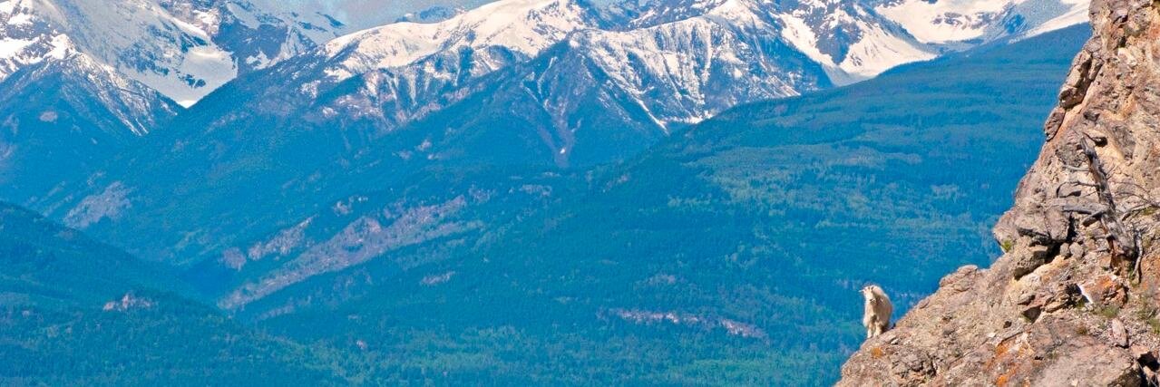 wildlookoutside's profile banner image