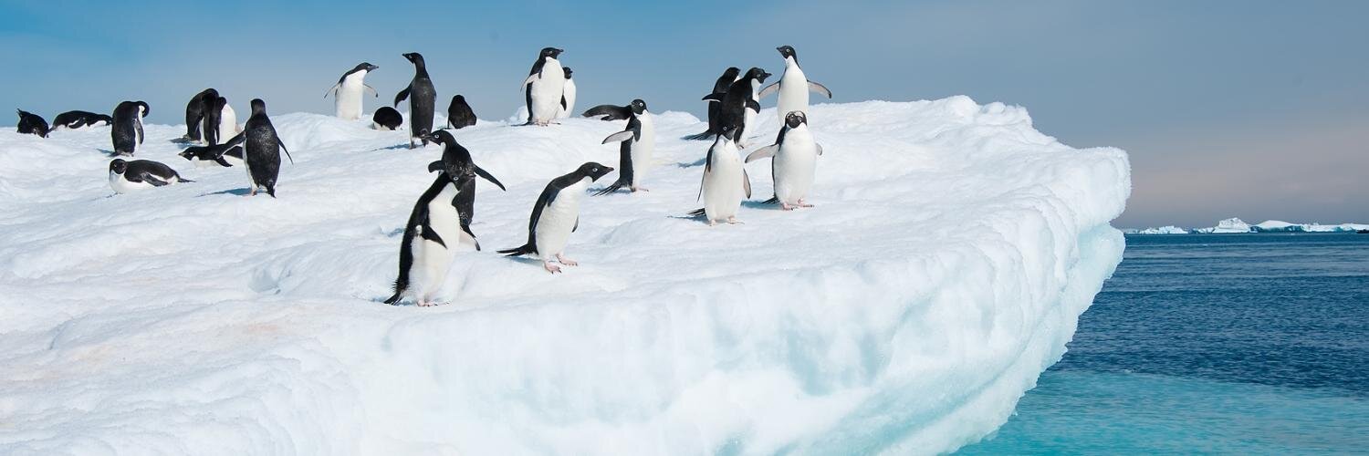 PinguinEmil's profile banner image