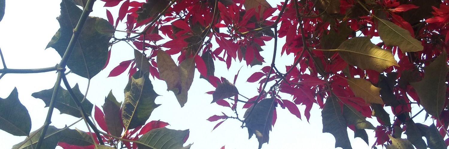 oHoHaH's profile banner image