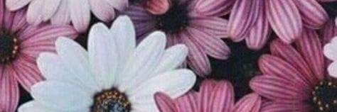 _PaoDelgadillo's profile banner image