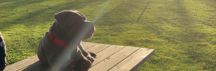 seb banner