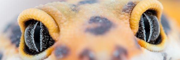 pãmérè banner