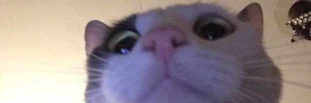dev_gucci's profile banner image