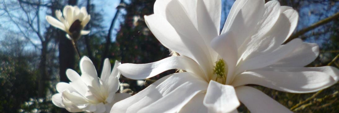 TheHortDoctor's profile banner image