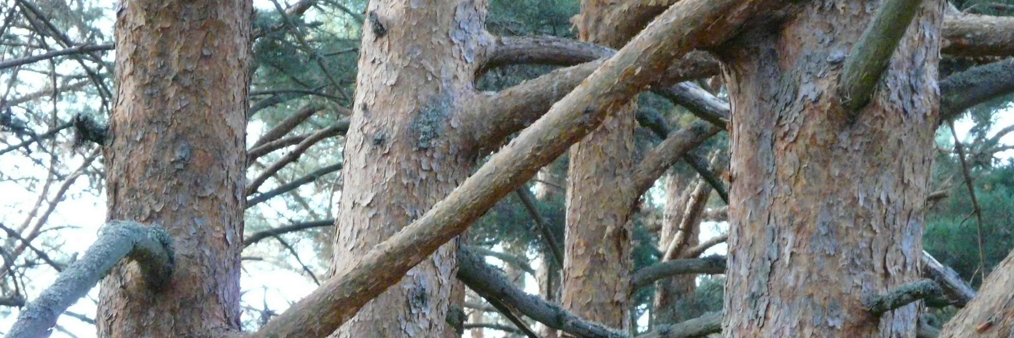 rdpm1923's profile banner image