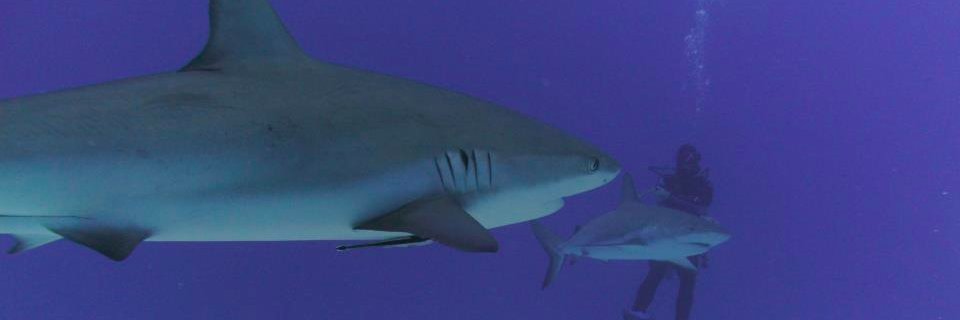 Andrew Worster banner