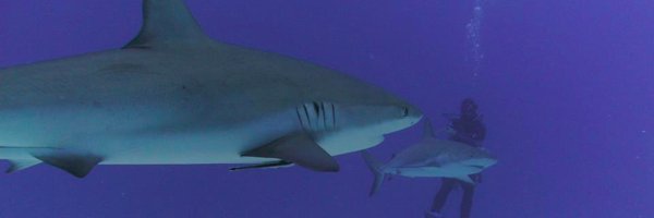 ProfBEEM Profile Banner