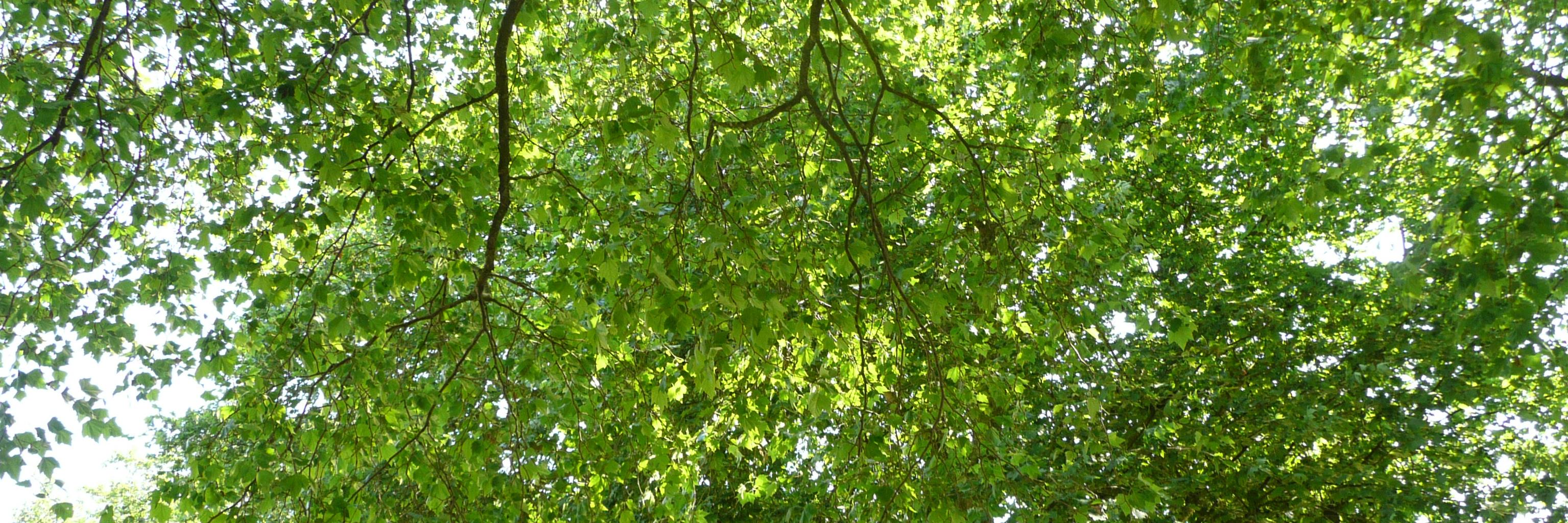 Nick Smith banner