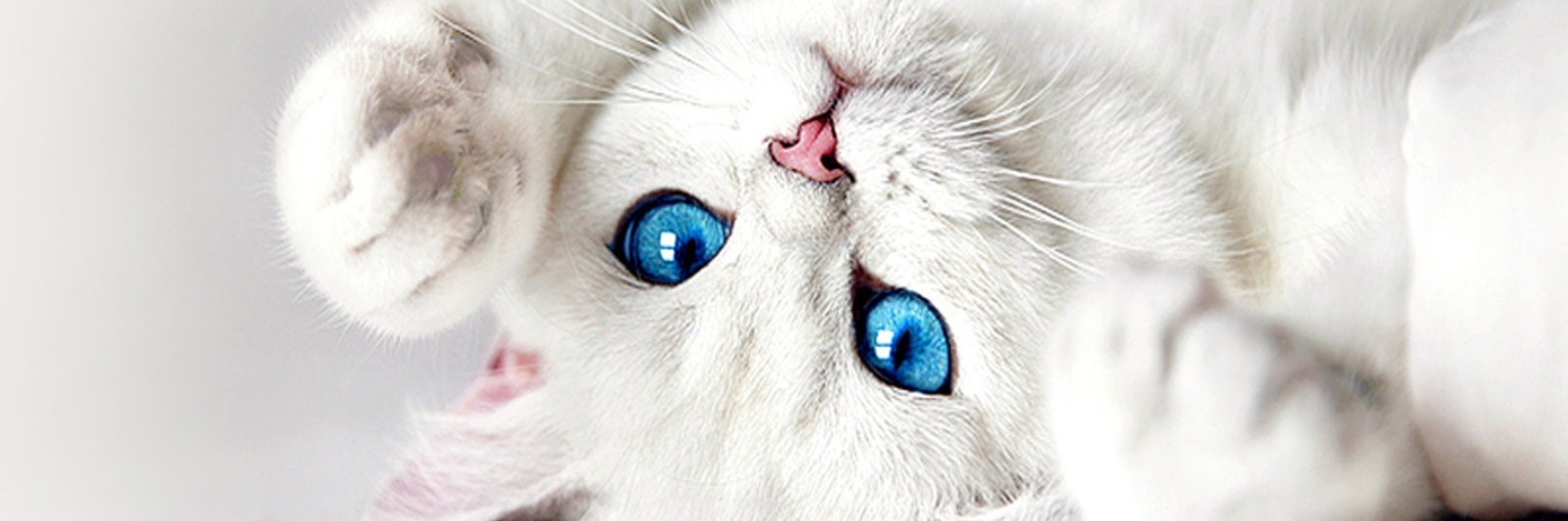 PicaMeow's profile banner image