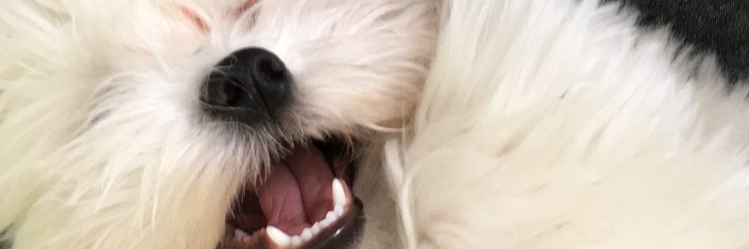 MorganDesbiens's profile banner image