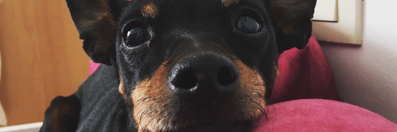paty_moira's profile banner image