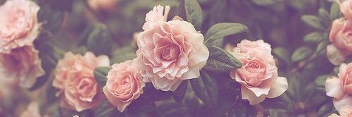 Shmannahxox's profile banner image
