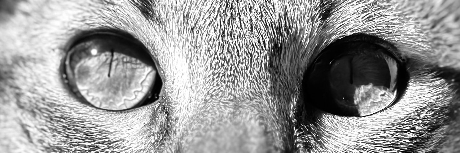 Katt_Fuentes96's profile banner image