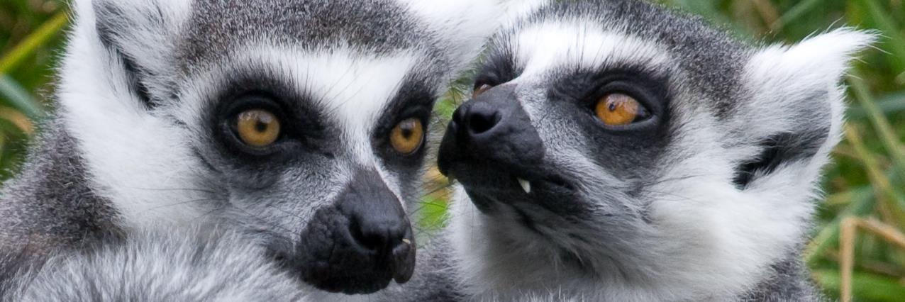 researchOZlemur's profile banner image