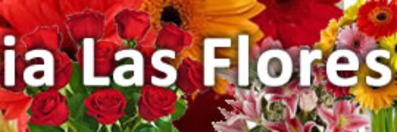 terminaldflores's profile banner image