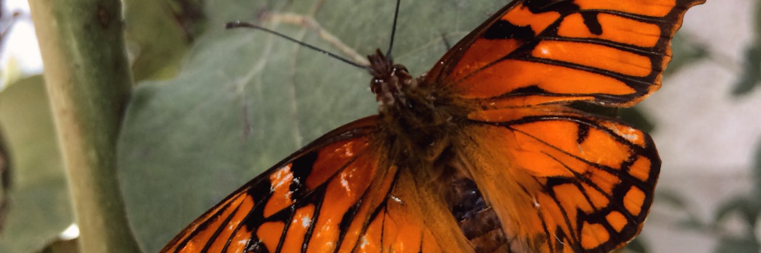 GGovaldi's profile banner image