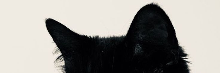 hayrvard's profile banner image