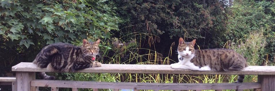 LynnBumbleBee 🐝 🇪🇺😺😼🐈‍⬛🦢🦢 banner
