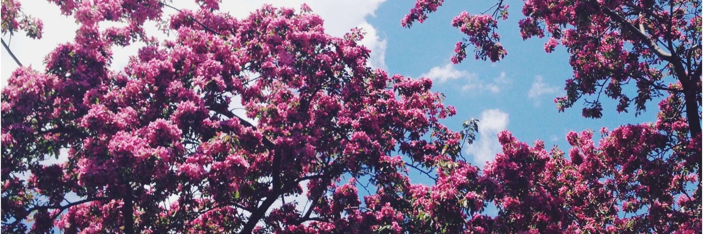 madisalerno's profile banner image