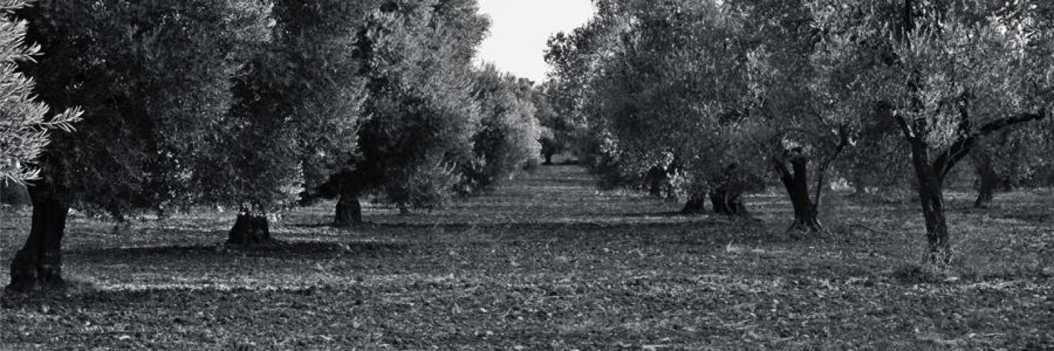 seletepe's profile banner image