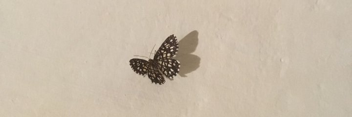 anleelm_'s profile banner image