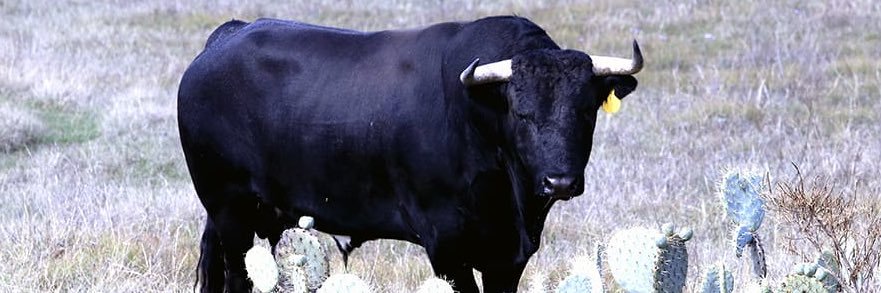 Criadores de Toros MX banner