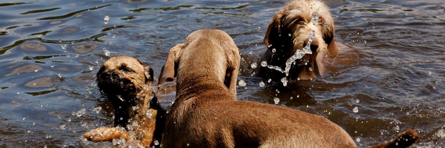 achouffegundogs's profile banner image