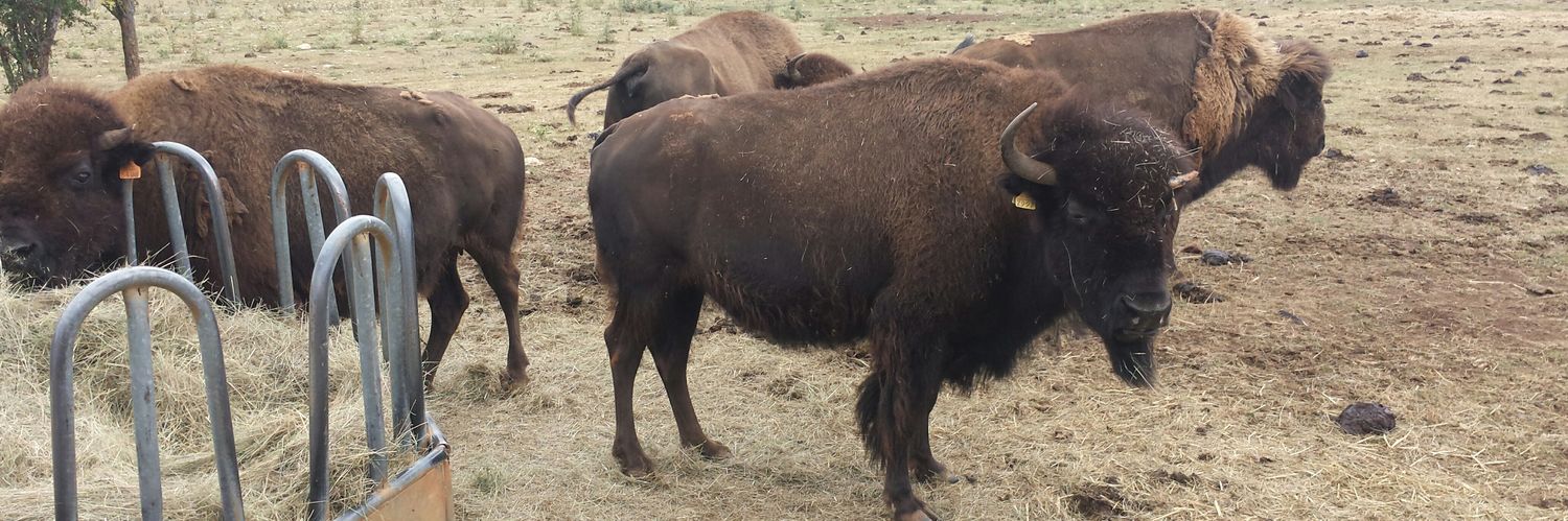 David Coutadeur banner