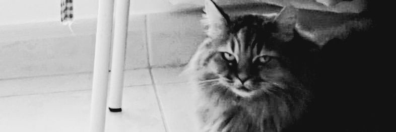 jminicat's profile banner image