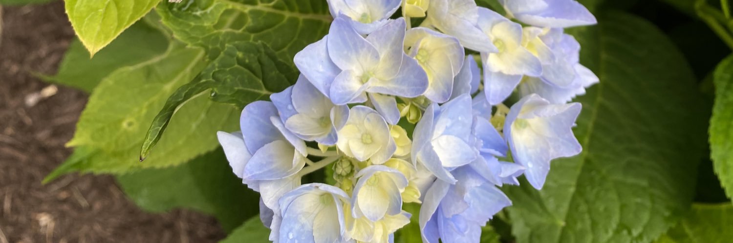 CampbellHalina's profile banner image