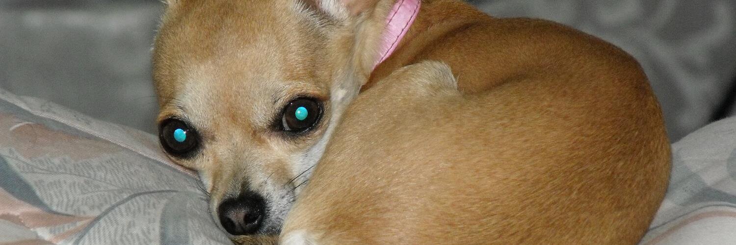 DogDirectoryNow's profile banner image