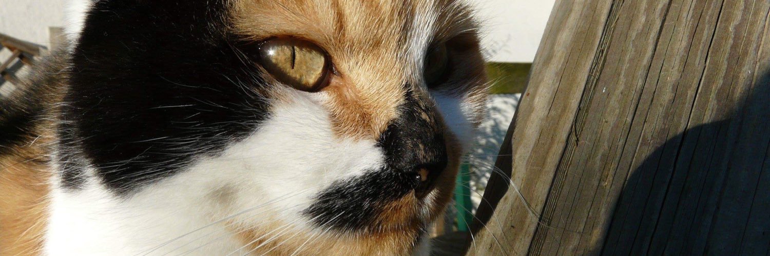 caroleanneblt's profile banner image