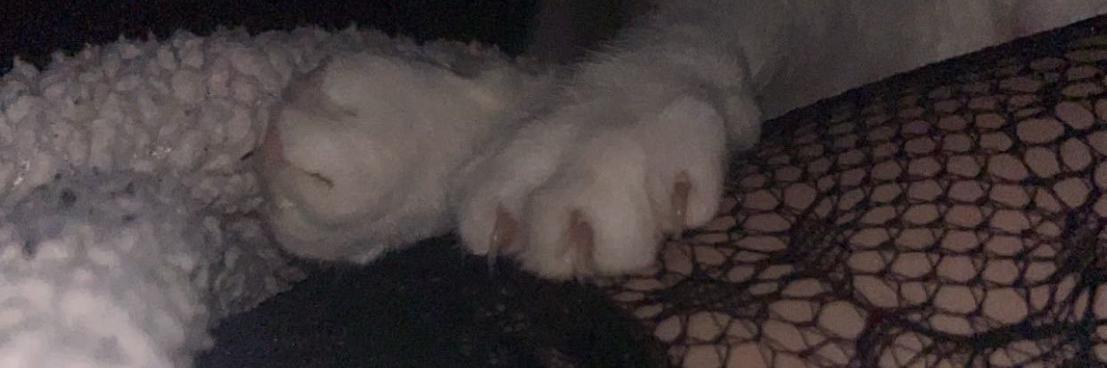dregina_'s profile banner image