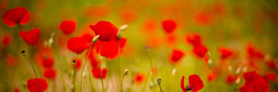 honourchoir's profile banner image