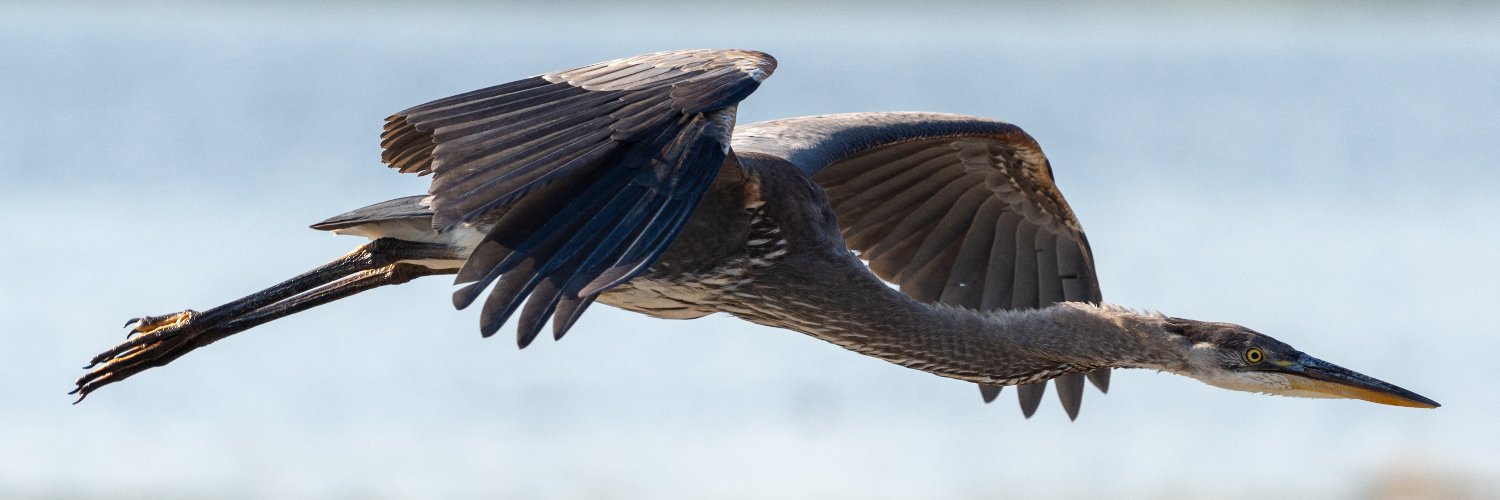 rochecody's profile banner image