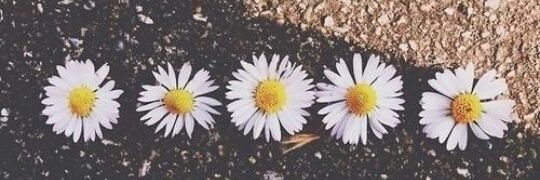 SofiNunez01's profile banner image