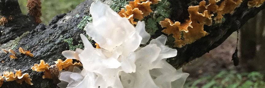 Scrapperadviser's profile banner image