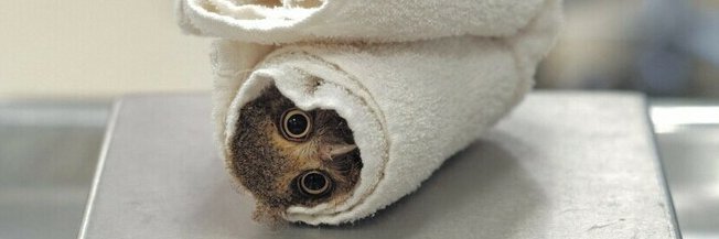 ほーほー🦉 banner