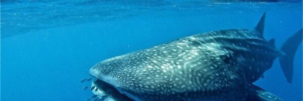 kathrynyeah Profile Banner