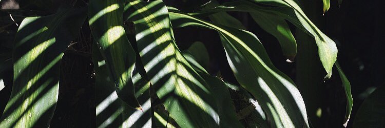 camsblessing's profile banner image