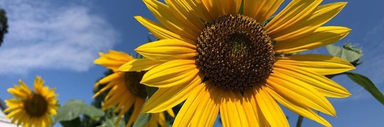suzbrady16's profile banner image
